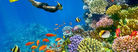 Sharm El Sheikh Day Tour Exploring Red Sea Coral Reefs