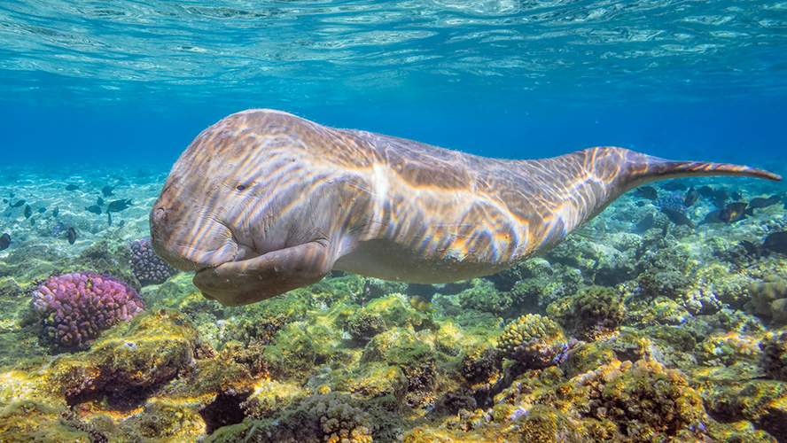 Sharm El Luli Beach and turquoise waters in Marsa Alam
