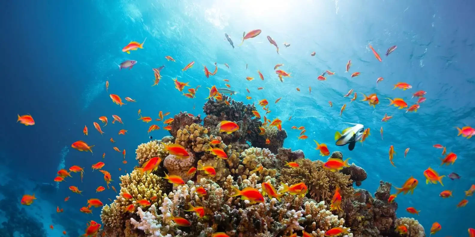 snorkeling among coral reefs in Sharm El Sheikh