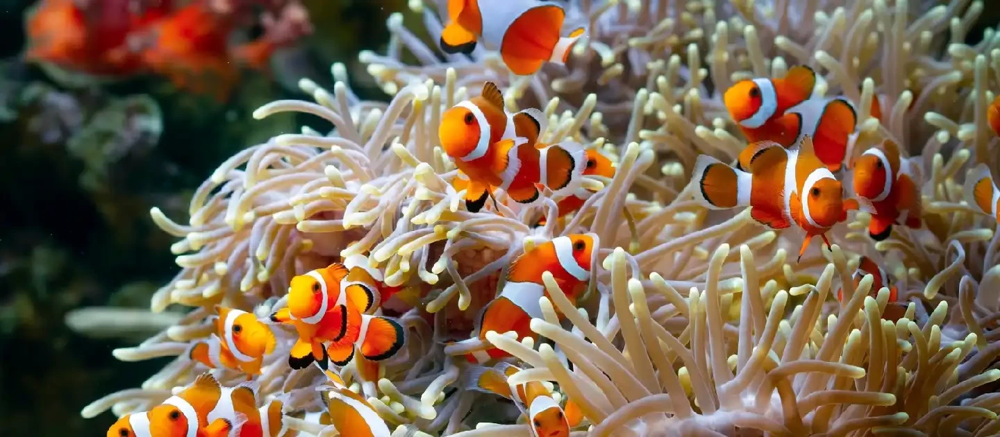 colourful coral reef beneath the Red Sea
