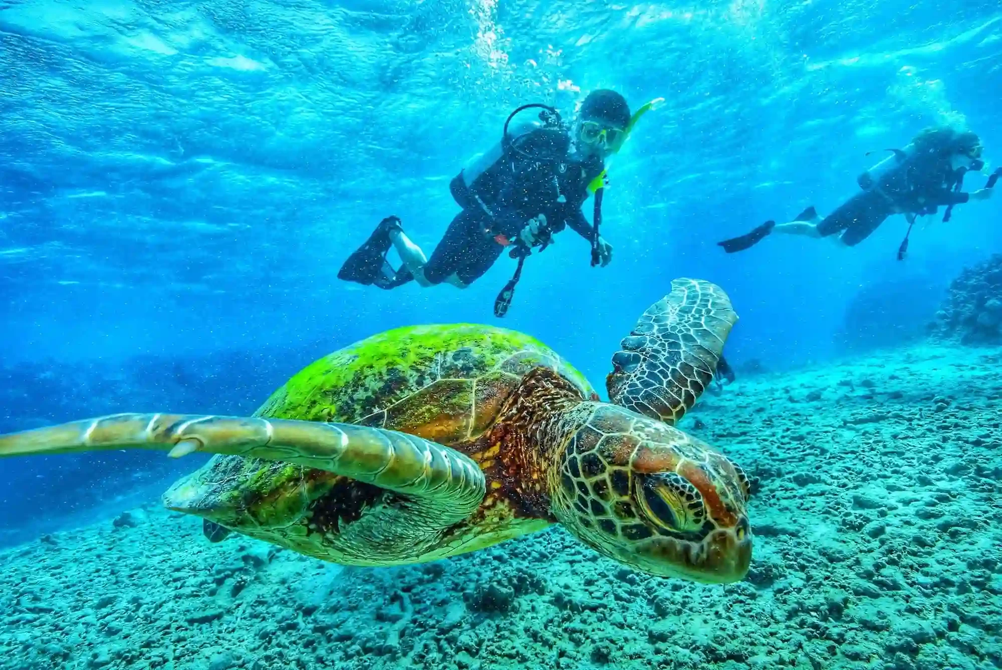 Red Sea Diving Marine Life