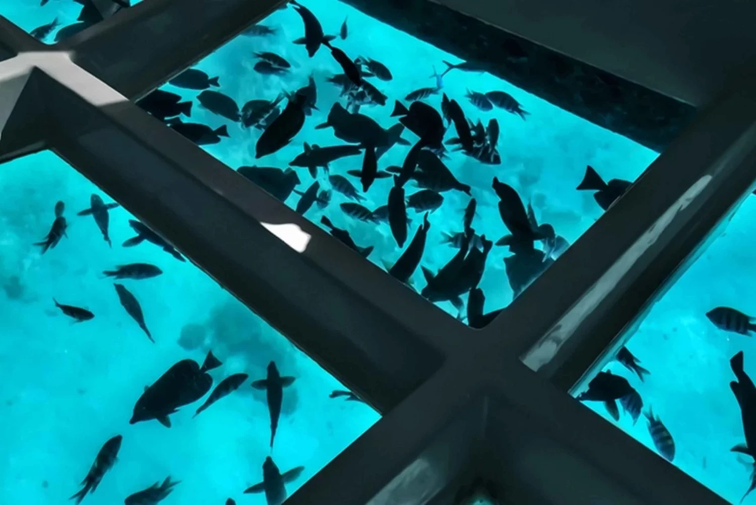 Red Sea Underwater View