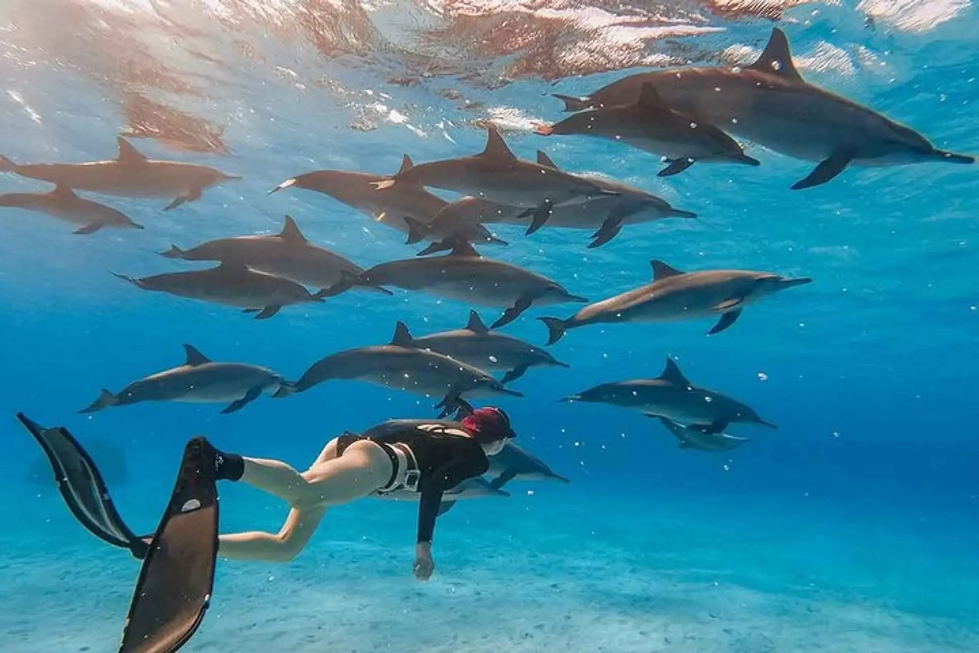 Dolphin swimming Hurghada