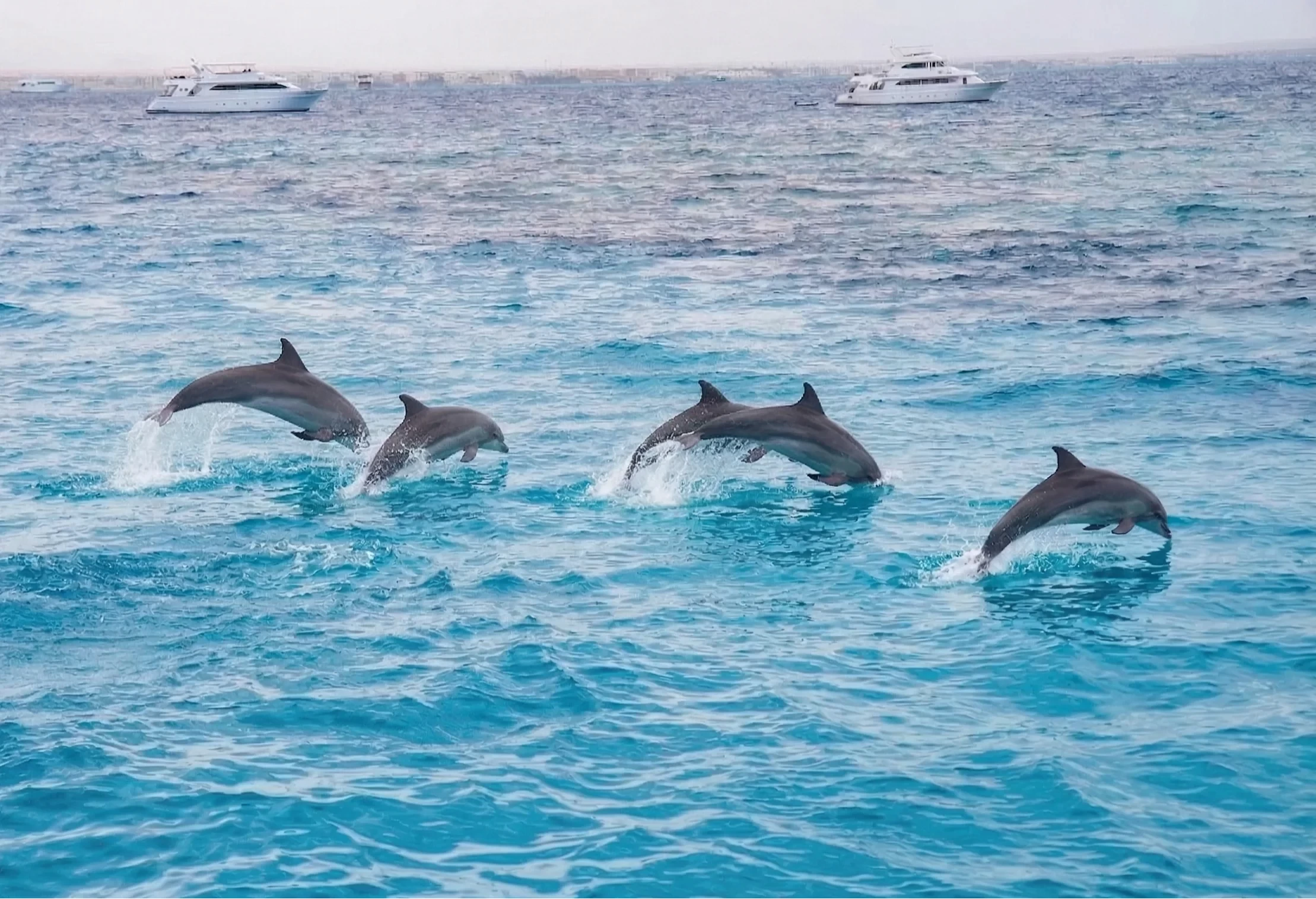 Dolphin House Red Sea