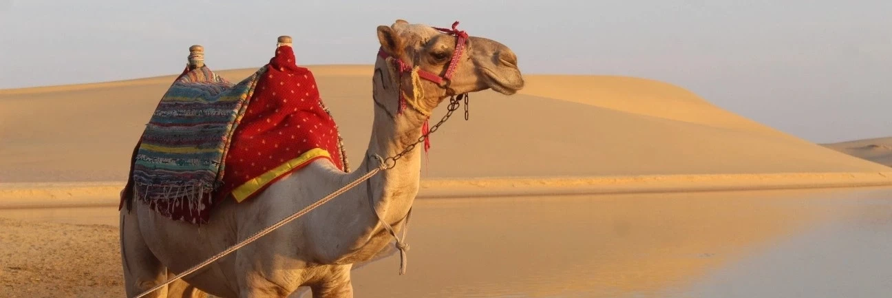 Camel safari across desert landscapes