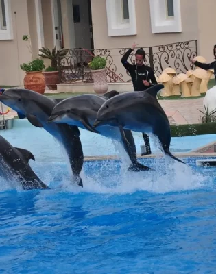 Dolphin Show in Sharm El Sheikh, Egypt