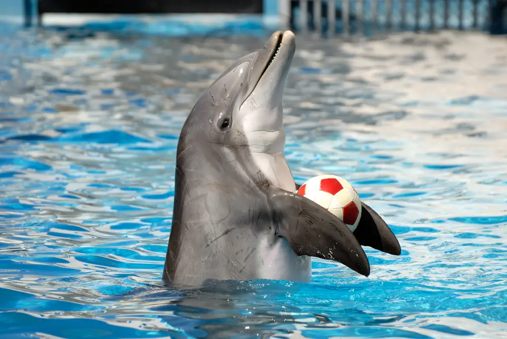 Dolphin Hurghada